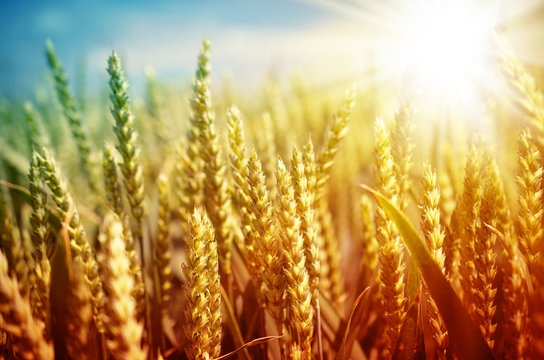 Agricultural theme. Bright sunbeams illuminated wheatfield. Closeup