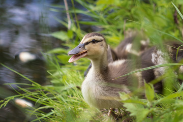 Duckling in the grass