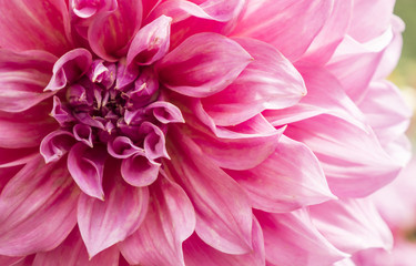 Unfocused blur petals, abstract romance background, pastel and soft flower card