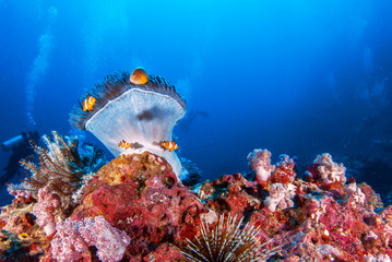 Clownfish with sea anemones Under the blue sea.Similan,North Andaman Sea