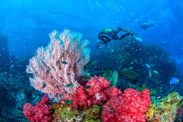 Fototapeta na wymiar Wonderful underwater world with beautifully and vibrant colors of corals and There is a backdrop diver..