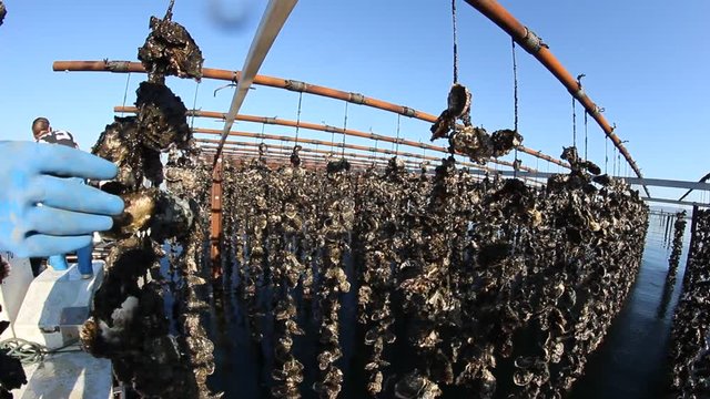 Rolling strings for Oysters Farming