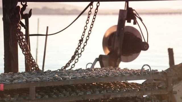 Young Oysters at barge mooring in Bouzigues