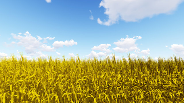 Golden wheat field with blue sky 3D render