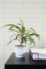 Pot plant on an office desk,