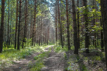 Overgrown old road in the coniferous forest