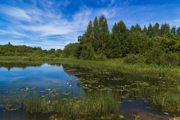Fototapeta na wymiar Summer pond with lily