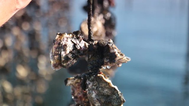 Oysters culture on strings