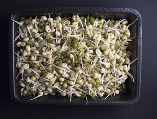 Fresh mung bean sprouts in plastic tray isolated on black background