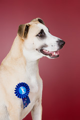 Dog with winning rosette