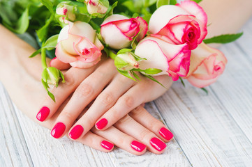 Obraz na płótnie Canvas Hands with pink manicured fingernails and beautiful roses, beauty treatment concept