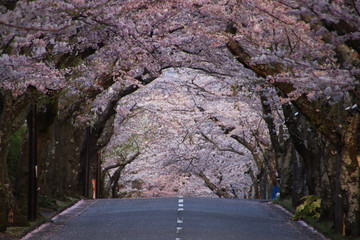 Sakura Tunnel