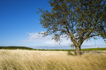 Landschaft im Burgenland mit Weizenfeld und Kirschbaum