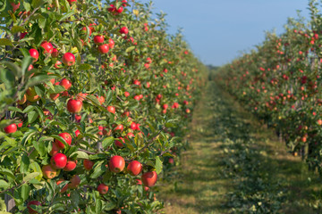 apple orchard before harvesting