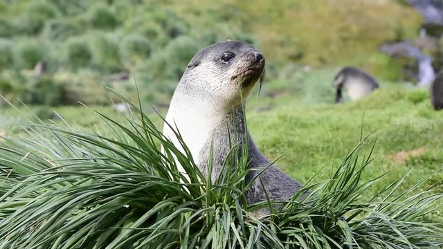 Antarctic fur seal pup close-up in grass