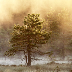 Naklejka na ściany i meble Pine Tree in Morning Mist