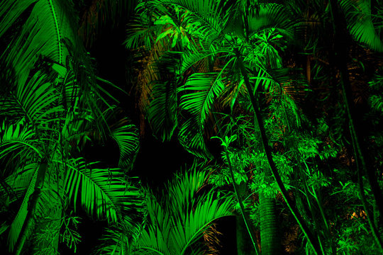 Leaves lit at night, Bandar Seri Bagawan, Brunei