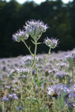 Lila Phacelia  Bl&uuml;te   (   scorpionweed,  heliotrope , Boraginaceae, Kerneudikotyledonen  )     im Detail und im Gegenlicht