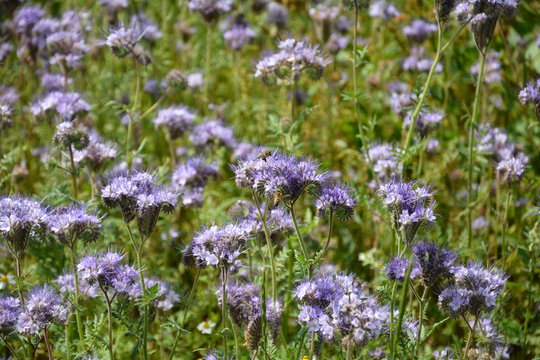 Phacelia  Bl&uuml;ten  (   scorpionweed,  heliotrope , Boraginaceae, Kerneudikotyledonen  ) auf dem Feld