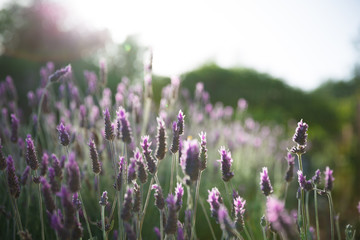 Obraz premium Lavendel