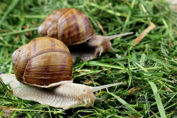 Snail couple. Snail love analogy.Concept of love