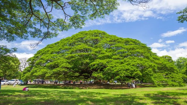 Time-lapse of Giant Monky Pod Tree with people visited on June 24, 2017 in Kanchanaburi, Thailand