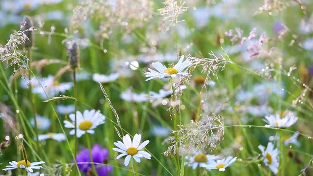 Beautiful morning nature background. Closeup of fresh daisies with drops of dew in charming light of summer sun. Many different plants and wild flowers in countryside meadow. Real time full hd footage
