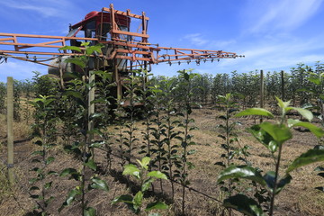 Pomar de maçã