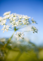 Anthriscus sylvestris