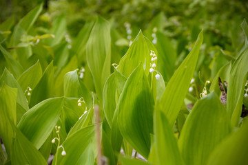 Spring green grass and flowers in the sunshine with a drop of dew. Abstract natural background.