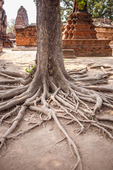 Tree roots in Ayutthaya historical park