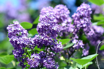 Lilac