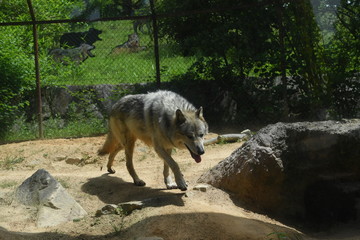 シンリンオオカミ