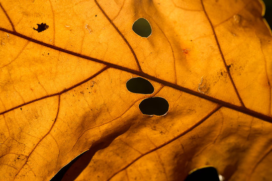 detail van eikenblad in de herfst