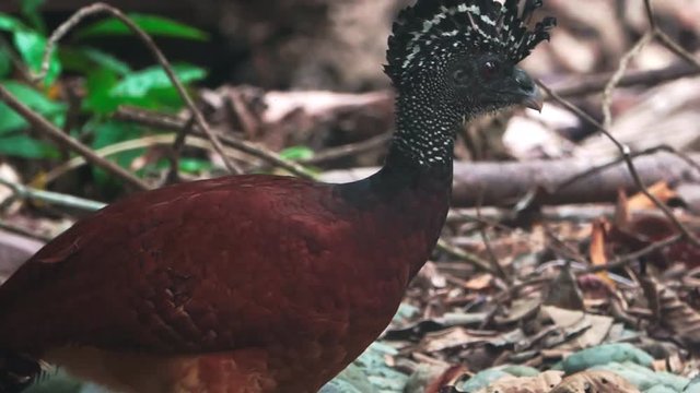 Crax rubra female in the forest