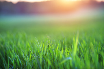 Green grass field in sunset.