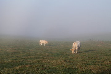 Naklejka premium vaches dans le brouillard
