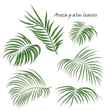 Branch tropical palm areca leaves. realistic drawing in flat color style. isolated on white background.