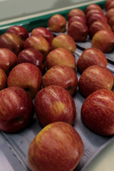 Beneficiamento de maçã