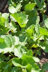 A view from above on the green foliage of a vegetable radish. Vegetal background