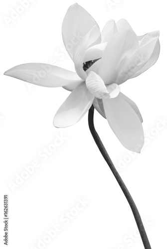 Fleur De Lotus En Noir Et Blanc Fond Blanc Stock Photo And