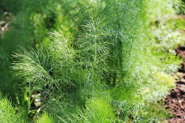 Fennel plant in the garden. Green background with Fennel leaves