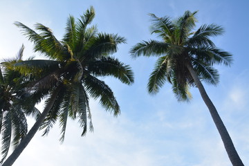 Fototapeta premium Coconut with sky