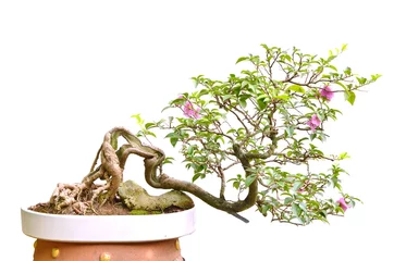 Printed roller blinds Bonsai bonsai tree 