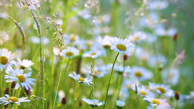 Beautiful morning nature background. Closeup of fresh daisies with drops of dew in charming light of  sunrise sun. Many different plants, wildflowers in countryside meadow. Real time full hd footage