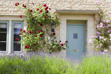 Naklejka premium Light blue wooden doors in an old traditional English stone cottage surrounded by climbing red and pink roses , with flowering lavender in front.