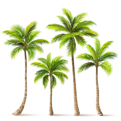 Fototapeta premium Zestaw Palm. Wektor