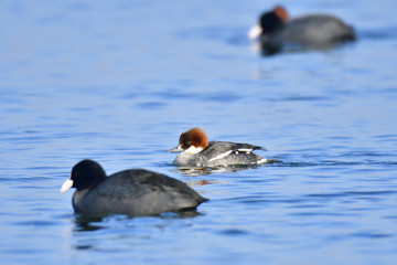 Zwergsäger Weibchen im Winter