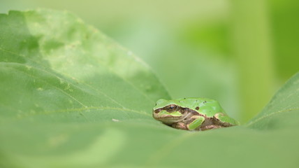 カエル
