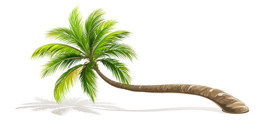 Palm Tree isolated. Vector